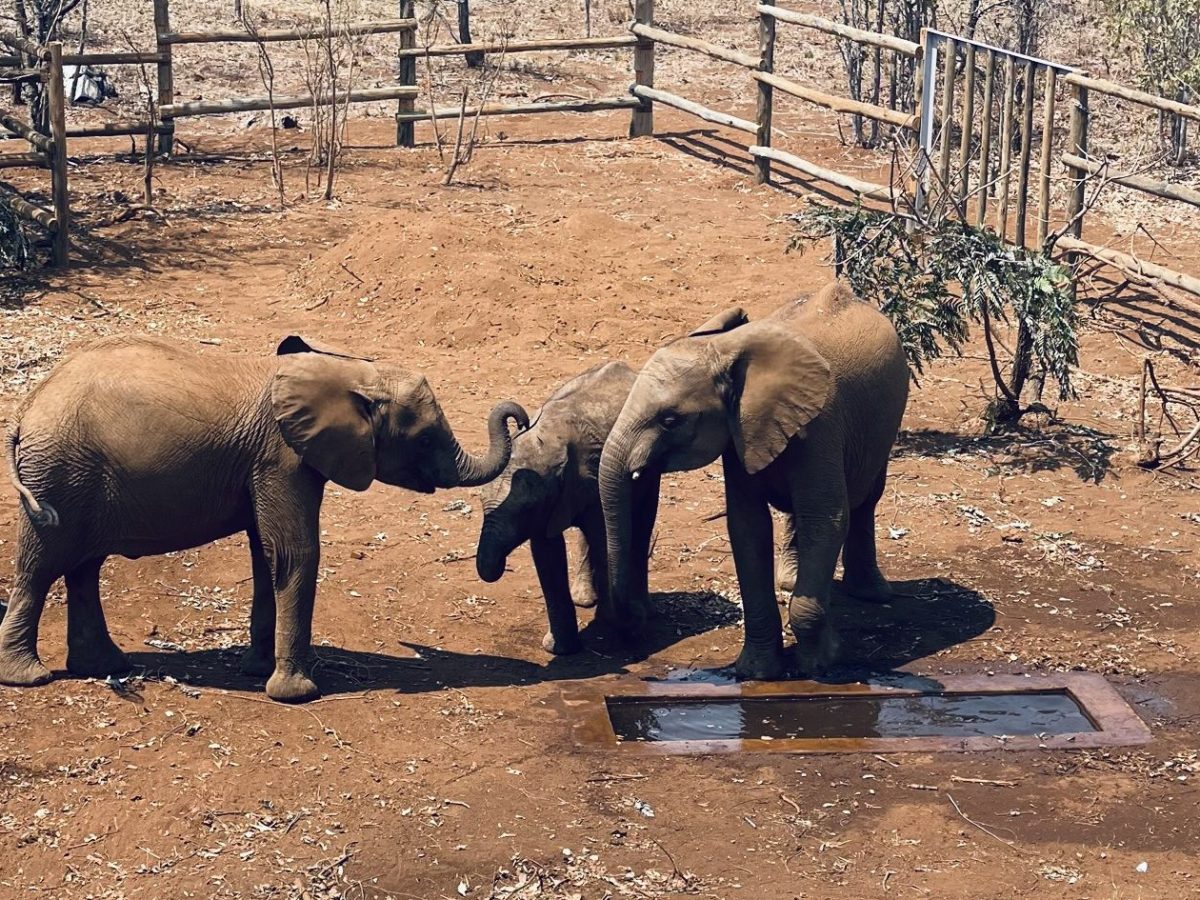Exploring Zambia’s Youngest National Park: Nature Trails, Elephant Bonds, and Local&nbsp;Craft