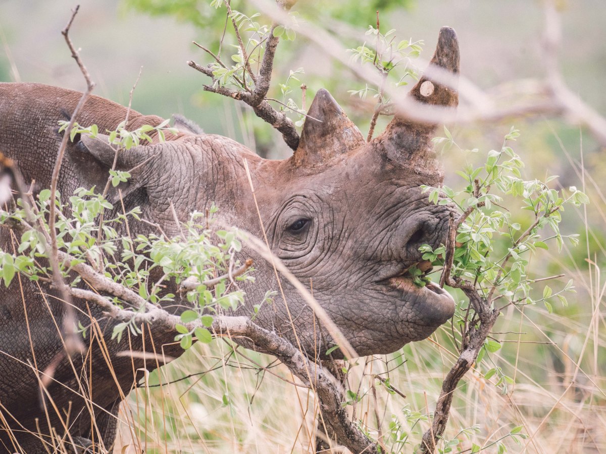 Into the Wilderness: Unfiltered Encounters in the North&nbsp;Luangwa