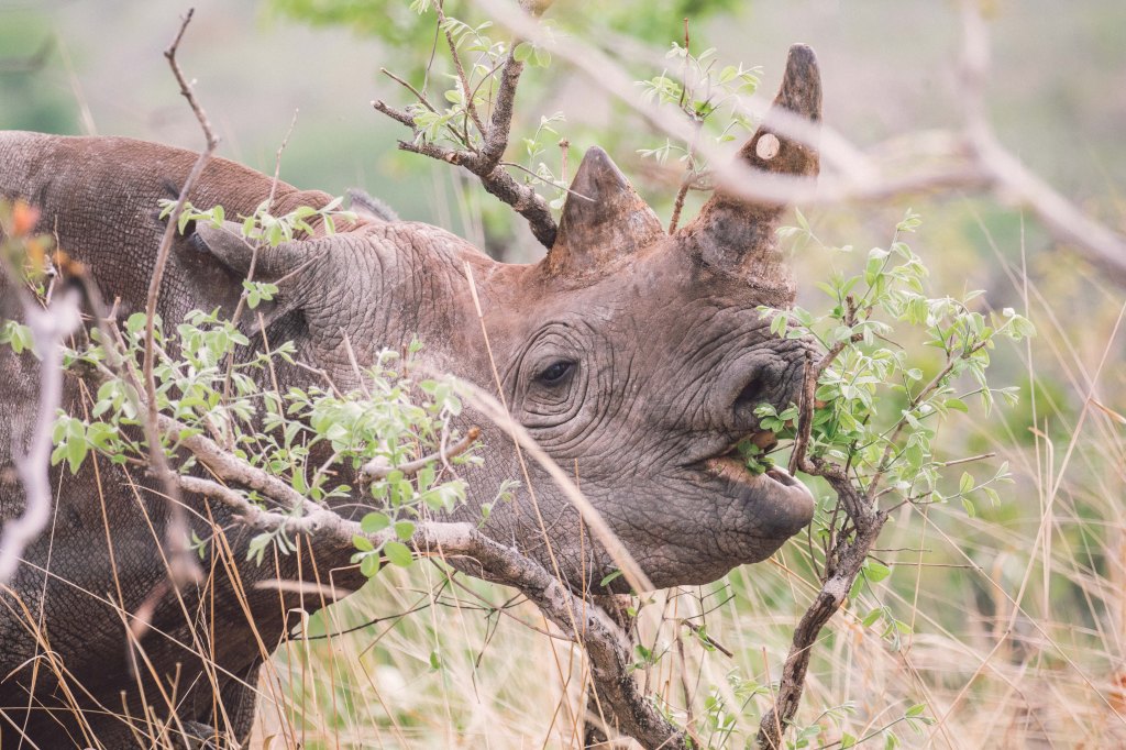 Into the Wilderness: Unfiltered Encounters in the North&nbsp;Luangwa