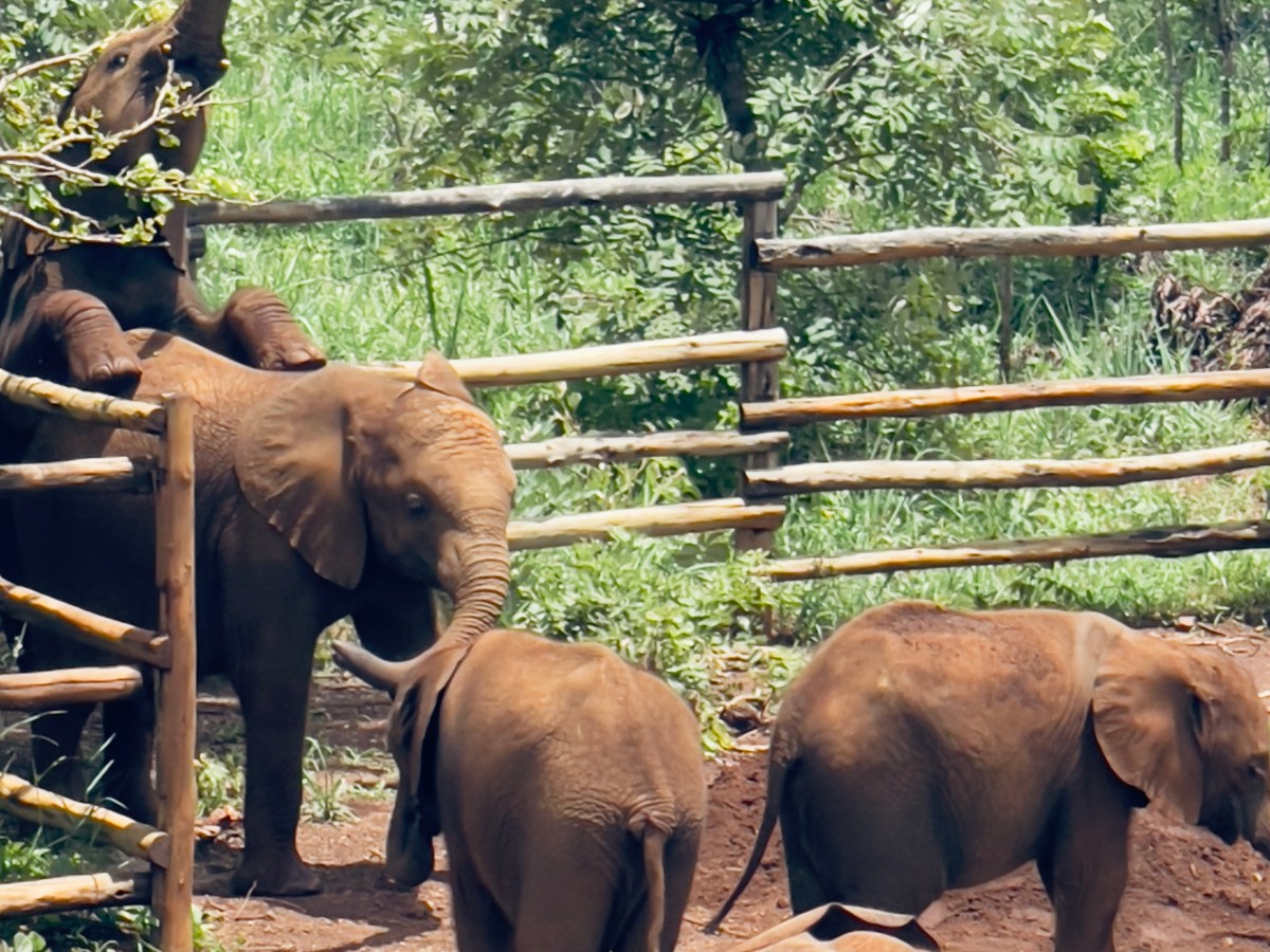Learning, Healing and Preserving at Lusaka’s Conservation&nbsp;Hub